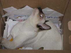 more kittens